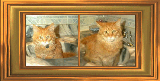 Fox in sink - double frame