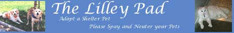 The Lilley Pad Banner