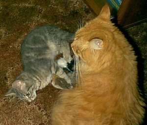 Spud & Fox