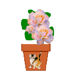 Flower From Fox